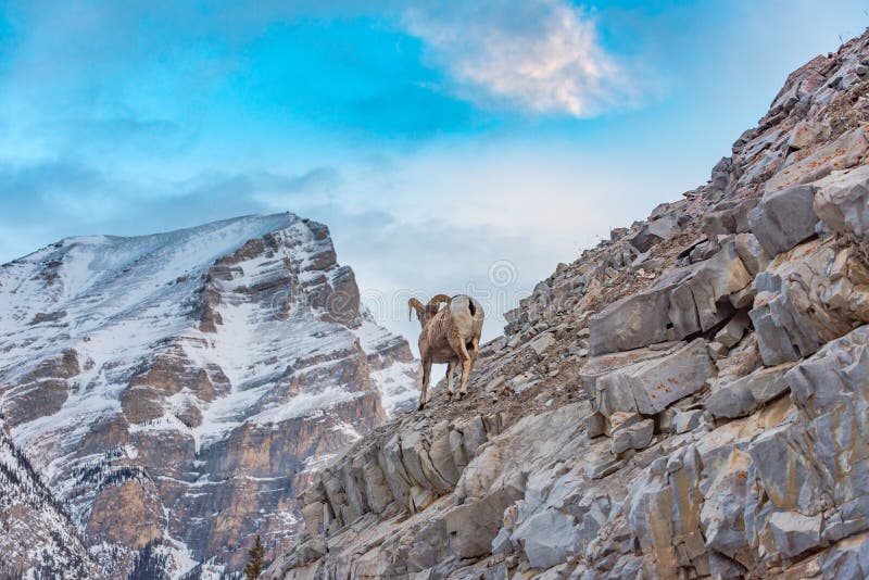 Rocky Mountain Bighorn Sheep Ovis-canadensis royalty-vrije stock foto Rocky Mountain Bighorn Sheep Ovis-canadensis royalty-vrije stock foto