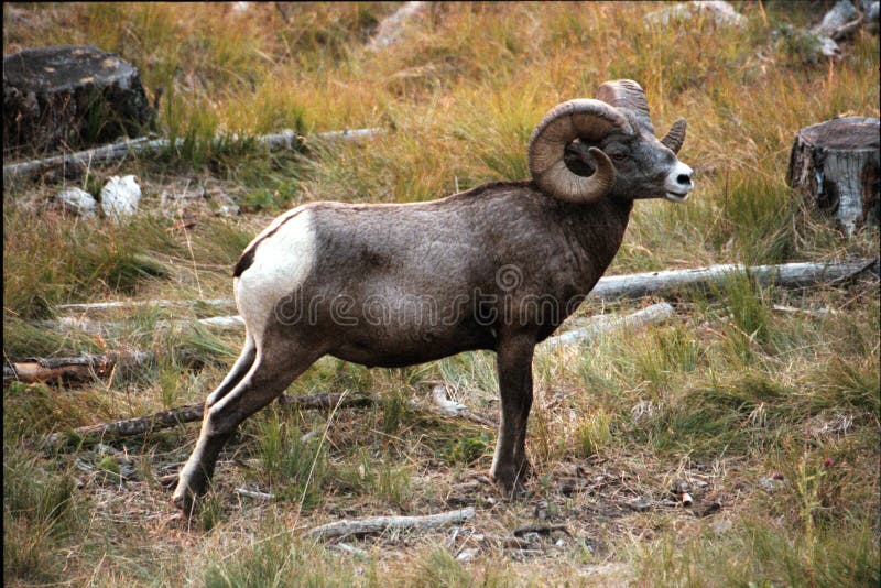 Rocky Mountain Bighorn Sheep Ram