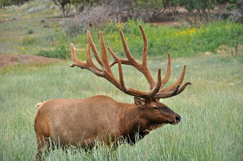 Rocky Mountain Bull Elk in Field