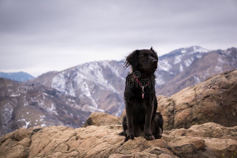 Rocky Mountain Dog imagen de archivo. Imagen de laboratorio 84101221