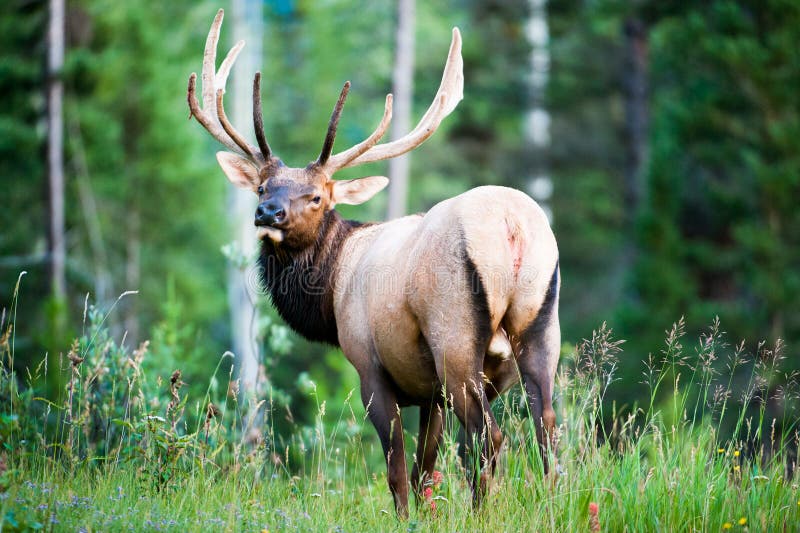 Rocky Mountain Elk (lat. Cervus canadensis) in the woods of Banff National Park, Alberta, Canada