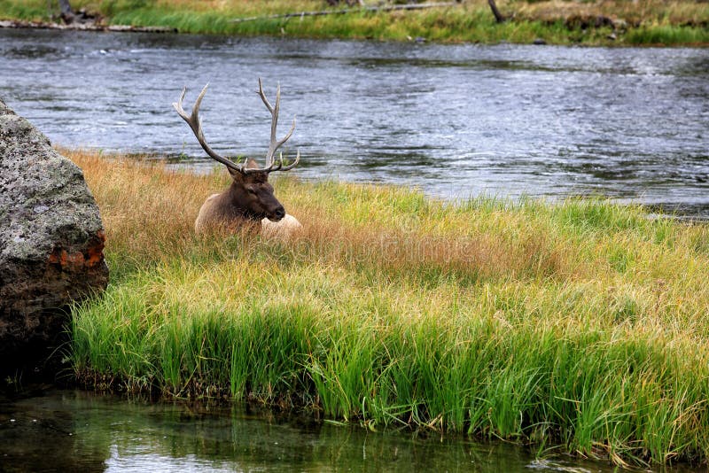 A Rocky Mountain Elk bull in Yellowstone National Park