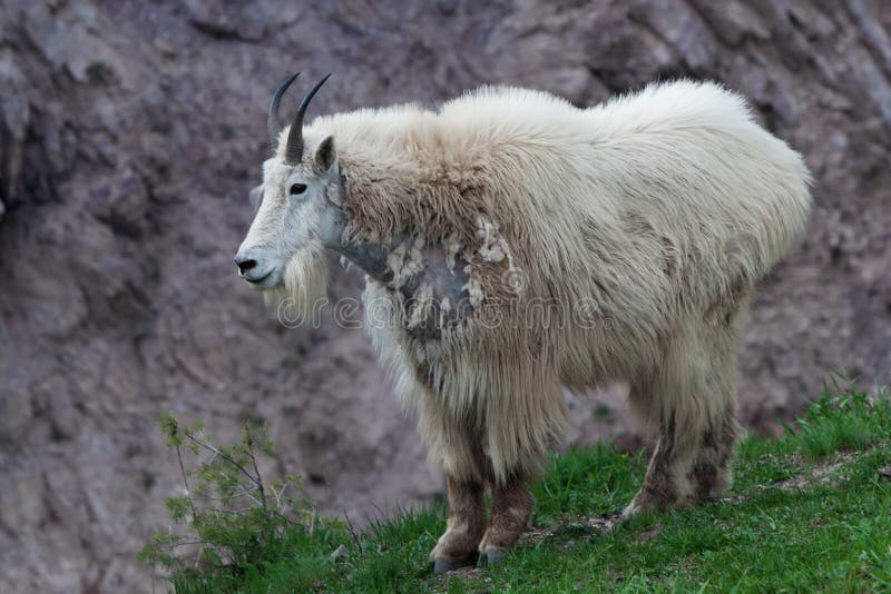 Rocky Mountain Goat