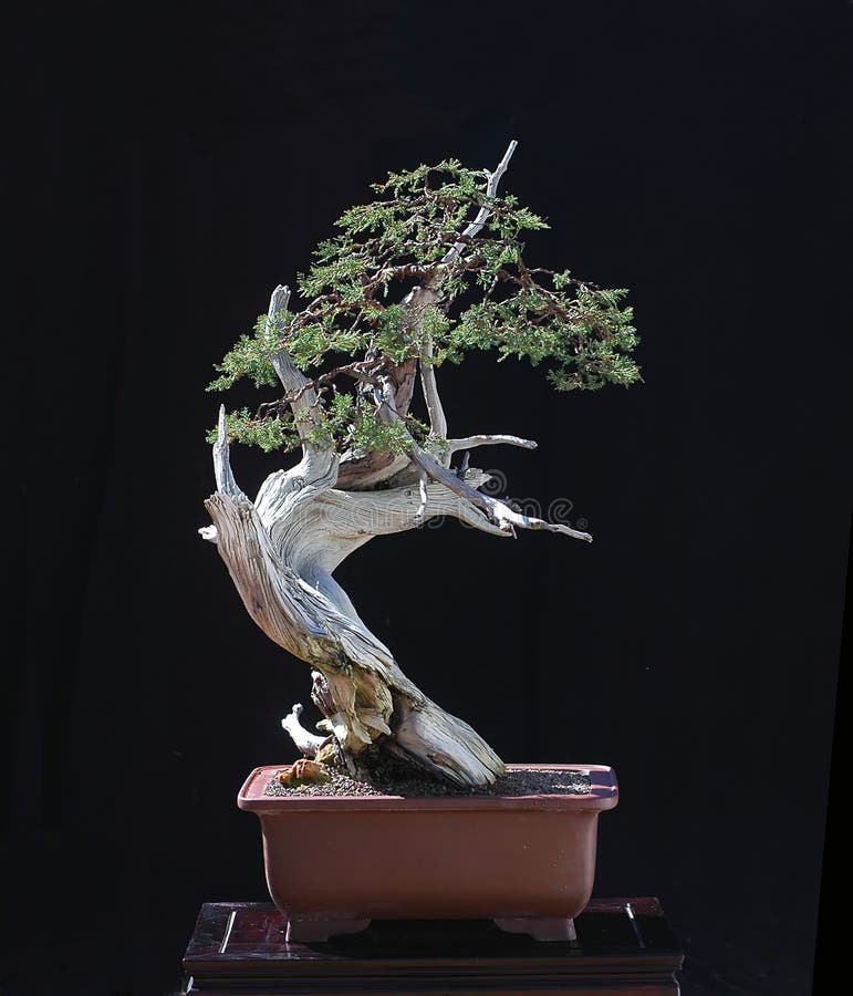 Rocky Mountain Juniper