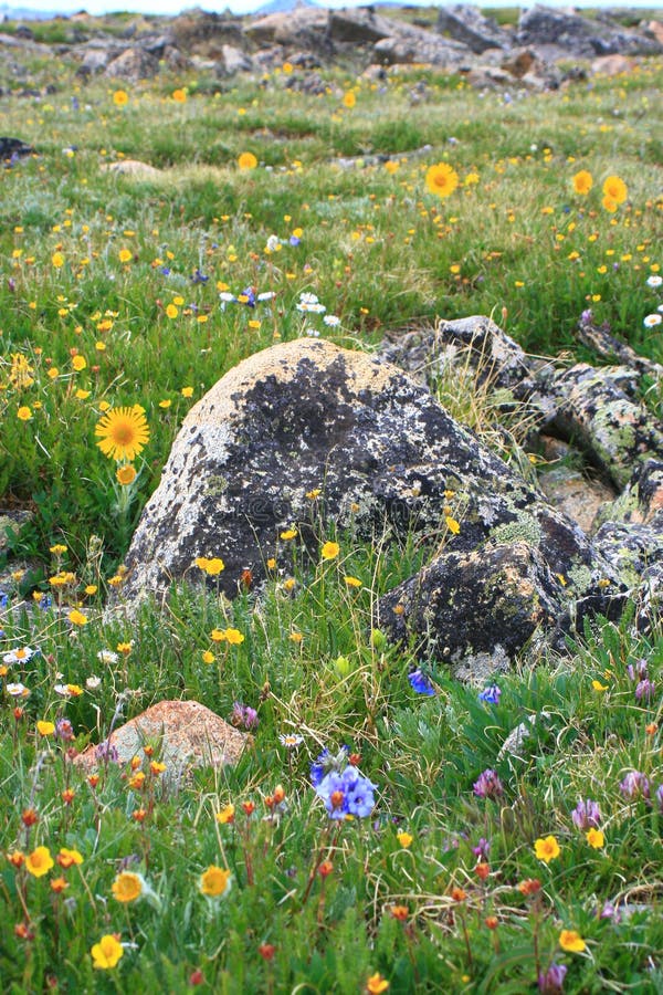 Rocky Mountain Wildflowers stock photo. Image of beautiful 15520002