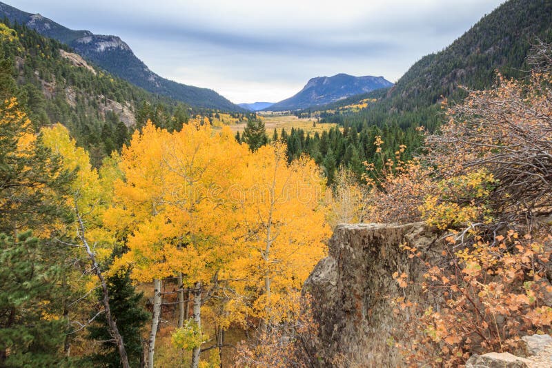Rocky Mountain Park Aspens stock photography Rocky Mountain Park Aspens stock photography