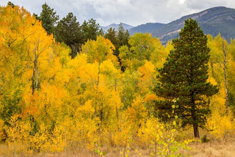 Rocky Mountain Park Aspens stock image. Image of leaf 62277159