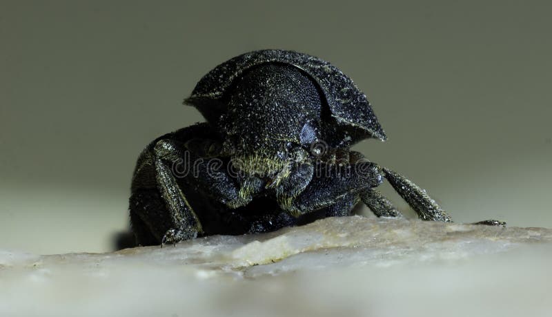 Rocky Mountain Pine Beetle royaltyfria bilder