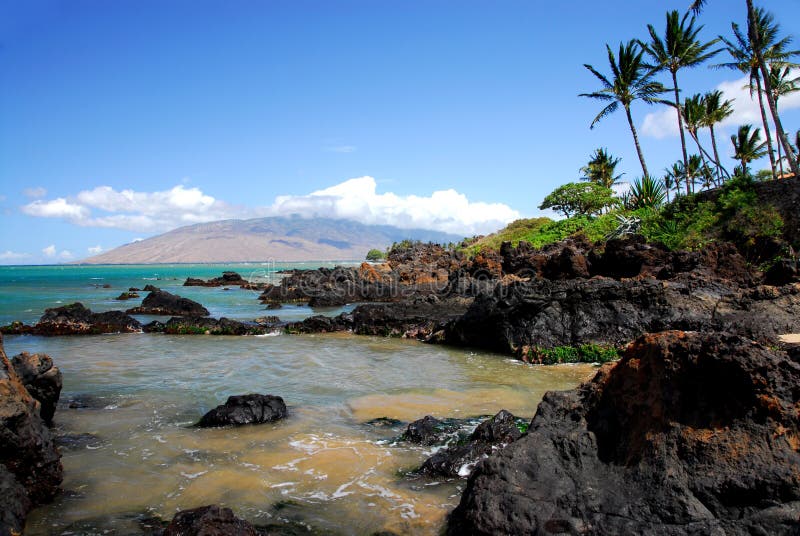 Rocky Shoreline With Palm Tree