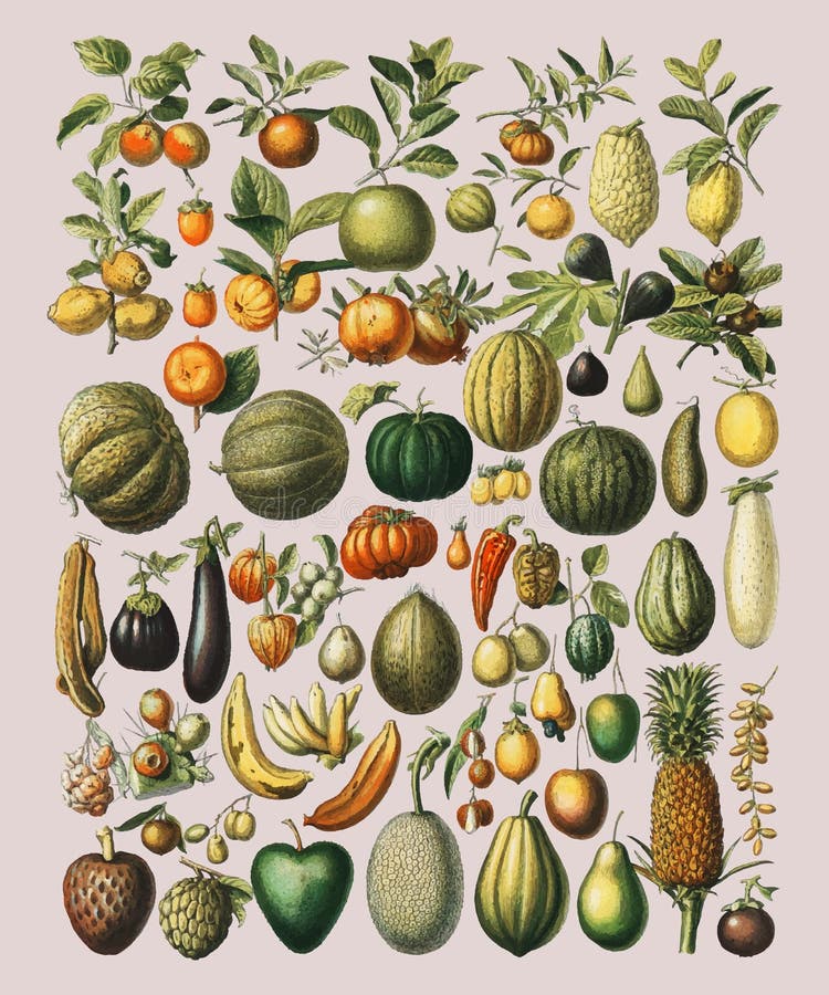 Rocznik ilustracja szeroka rozmaitość owoc i warzywo