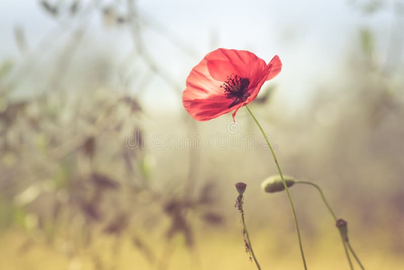 Rocznika kwiecisty tło z papaver na brown bokeh zdjęcia stock Rocznika kwiecisty tło z papaver na brown bokeh zdjęcia stock