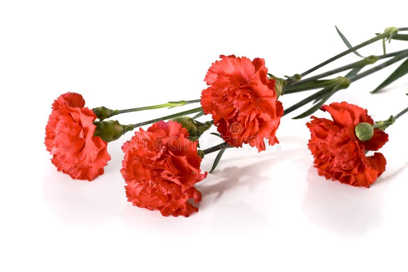 Red carnations on a white background with copy space. Red carnations on a white background with copy space