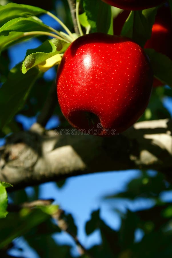 Rode Appel royalty-vrije stock foto's