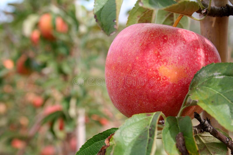 Rode appel stock fotografie