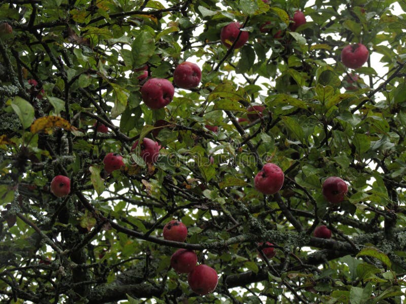 Rode appelen op een appelboom stock foto