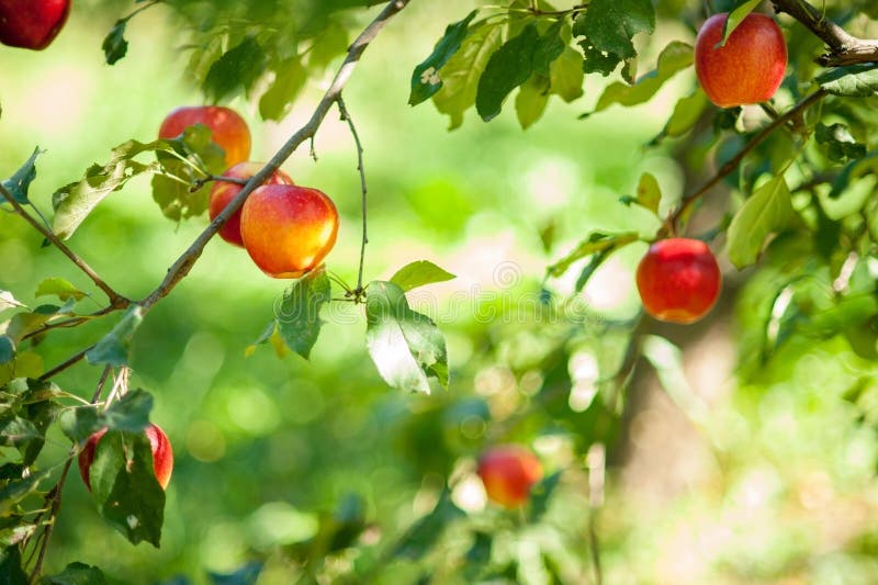Rode appelen op een boom in de tuin Apple-oogstexemplaar ruimte Organisch Apple in de Boomgaard Het concept van de oogst De herfs stock foto's Rode appelen op een boom in de tuin Apple-oogstexemplaar ruimte Organisch Apple in de Boomgaard Het concept van de oogst De herfs stock foto's