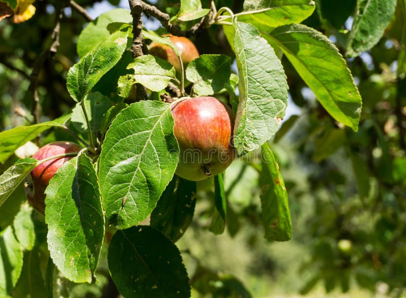 Rode appelen op een tak van appelboom op een zonnige dag Organisch ver stock fotografie Rode appelen op een tak van appelboom op een zonnige dag Organisch ver stock fotografie