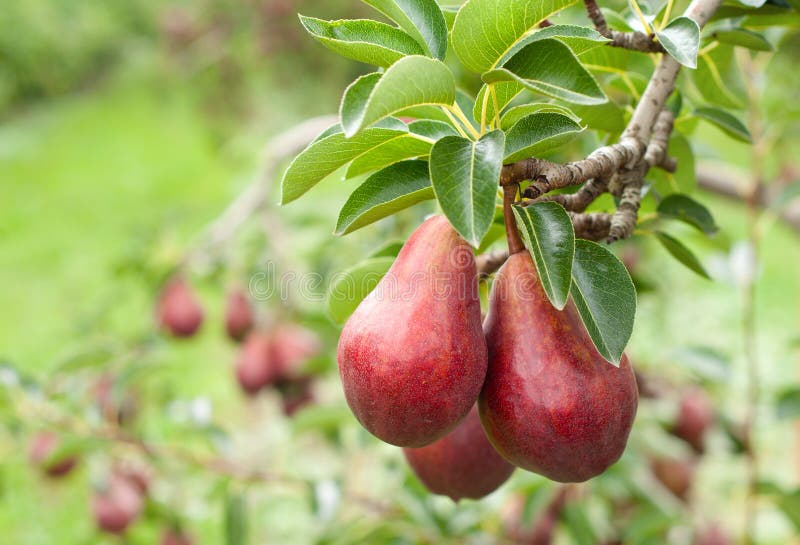 A fairly close shot of three red bartlett pears on a limb with more showing in the background. Taken in an orchard, a horizontal. A fairly close shot of three red bartlett pears on a limb with more showing in the background. Taken in an orchard, a horizontal.