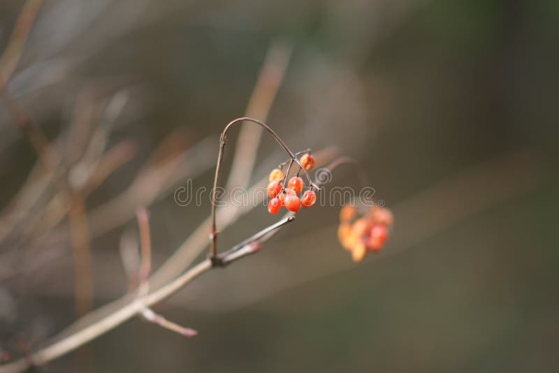 Rode bessen op het bushbijkantoor in blurred bokeh stock afbeeldingen