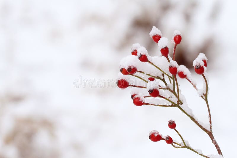Rode bessen in witte sneeuw in de winter