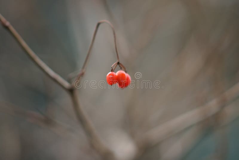 Rode bosbessen op bush tak closeup royalty-vrije stock foto