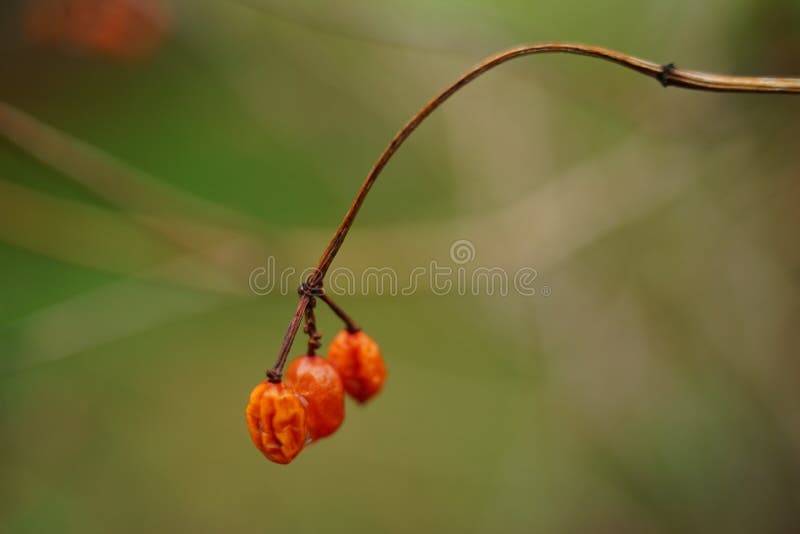 Rode bosbessen op de bush - tak in green bokeh stock foto