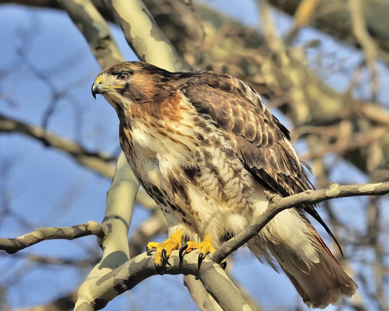 A Red Tailed Hawk perched on a branch on a sunny day. A Red Tailed Hawk perched on a branch on a sunny day