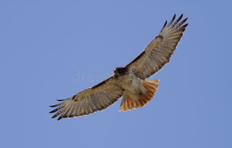 A Red Tailed Hawk circling the sky in search of prey. A Red Tailed Hawk circling the sky in search of prey.