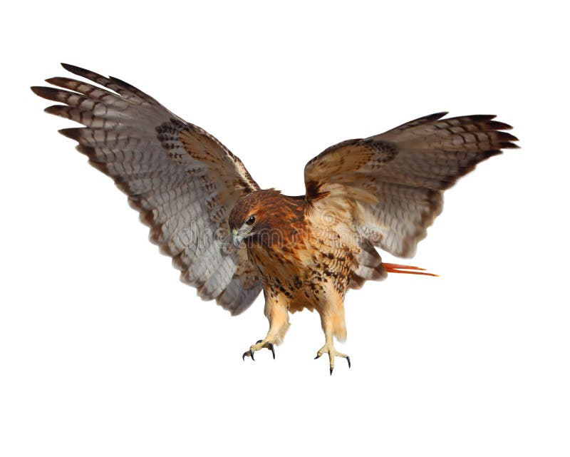 Red-tailed Hawk (Buteo jamaicensis) bird isolated on white background. Red-tailed Hawk (Buteo jamaicensis) bird isolated on white background