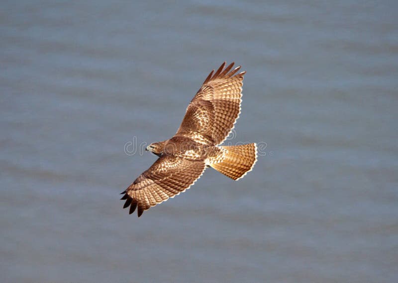 A red tailed hawk in flight. A red tailed hawk in flight.