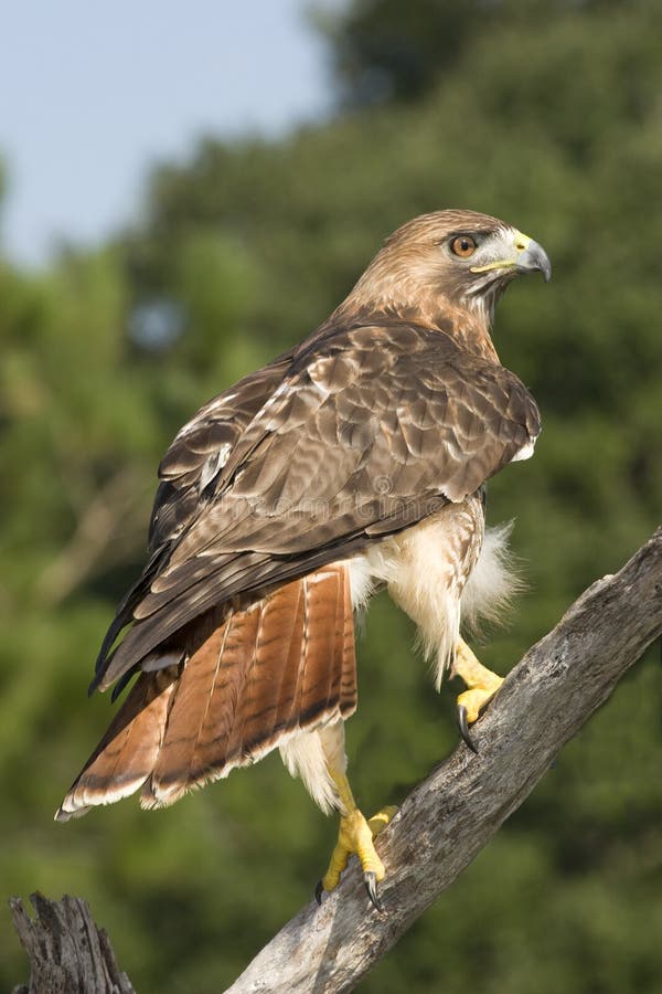 Red tailed hawk perched on branch. Red tailed hawk perched on branch