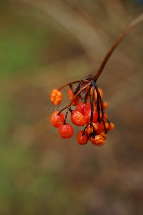 Natte rode meidoornbessen op de struik tak in wazig bokeh royalty-vrije stock afbeeldingen