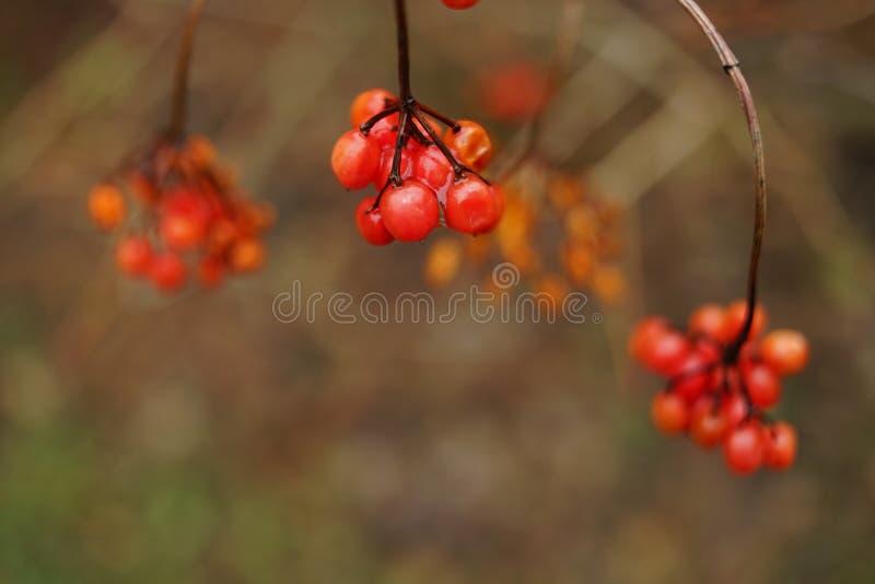 Natte rode meidoornbessen op de tak, close-up stock fotografie