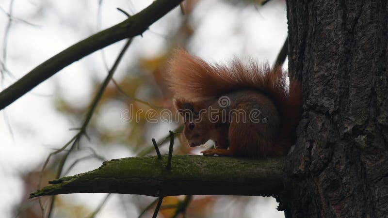Rode eekhoorn Sciurus vulgaris in het bos op de boom