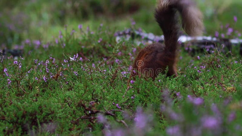 Rode eekhoorn, Sciurus vulgaris, het lopen, het springen, in het voorgeheugen onderbrengende noten, voedsel amongs purpere bloeie