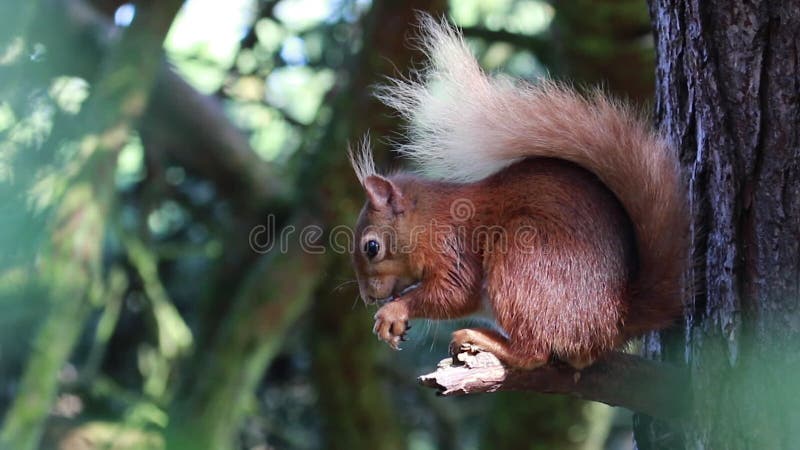 Rode Eekhoorn, vulgaris Sciurus, het eten die, het voeden, in een moray pijnboomboom krassen, Schotland