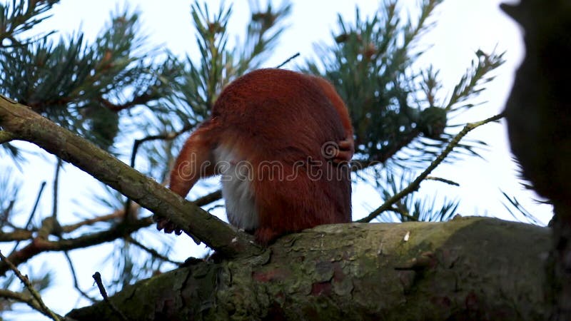 Rode Eekhoorn, vulgaris Sciurus, het eten die, het voeden, in een moray pijnboomboom krassen, Schotland