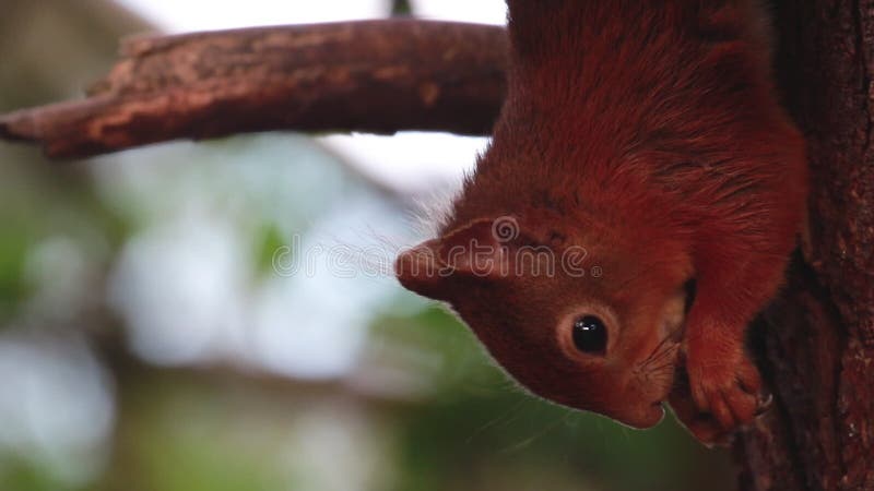 Rode Eekhoorn, vulgaris Sciurus, het eten die, het voeden, in een moray pijnboomboom krassen, Schotland