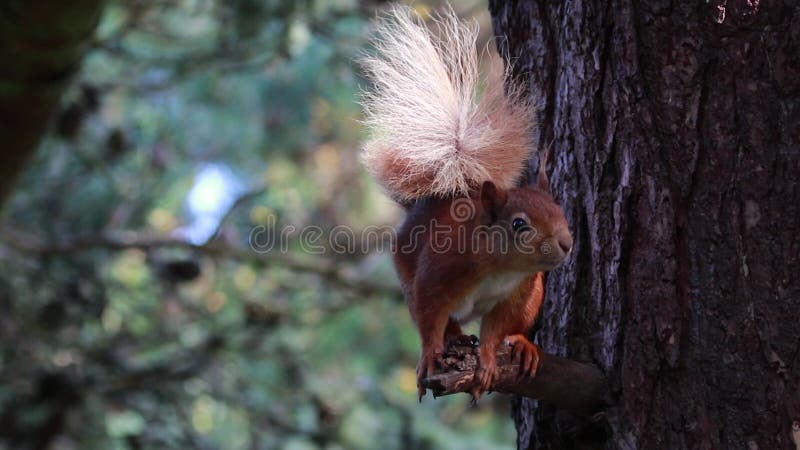 Rode Eekhoorn, vulgaris Sciurus, het eten die, het voeden, in een moray pijnboomboom krassen, Schotland