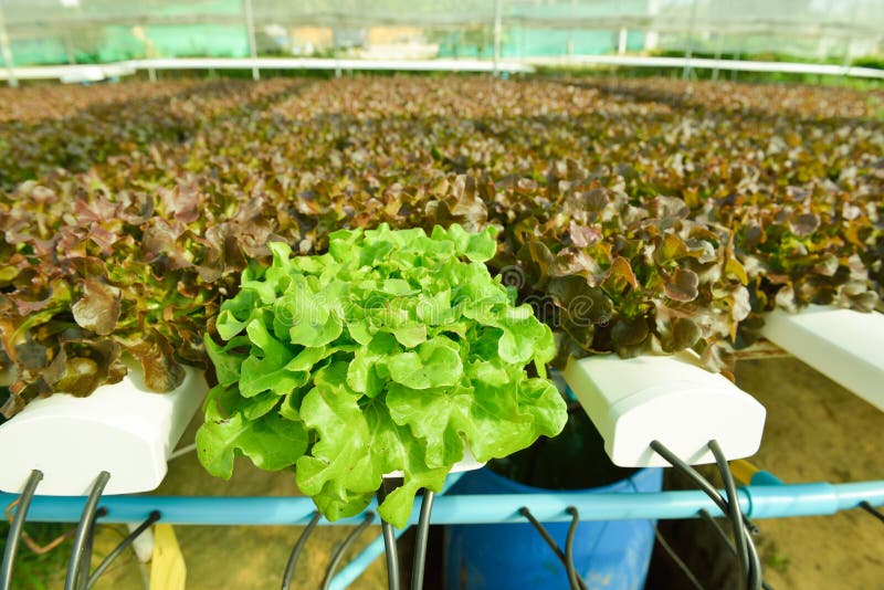 Rode eiken, groene eik, frilliceijsberg, cultuur hydroponic gr. royalty-vrije stock fotografie Rode eiken, groene eik, frilliceijsberg, cultuur hydroponic gr. royalty-vrije stock fotografie