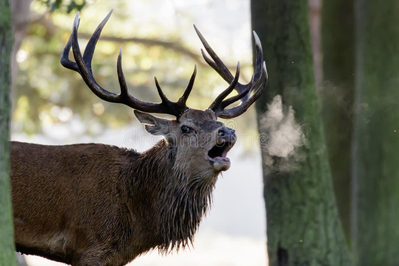 Red Deer stag Cervus elaphus roaring or calling in early morning mist, showing breath. Red Deer stag Cervus elaphus roaring or calling in early morning mist, showing breath