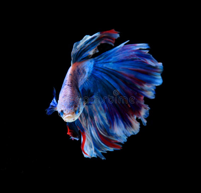 Rode en blauwe die siamese het vechten vissen, bettavissen op zwarte worden geïsoleerd stock afbeelding Rode en blauwe die siamese het vechten vissen, bettavissen op zwarte worden geïsoleerd stock afbeelding