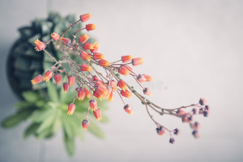 Rode en gele cactusbloemen in bloei op een grijze achtergrond royalty-vrije stock fotografie Rode en gele cactusbloemen in bloei op een grijze achtergrond royalty-vrije stock fotografie
