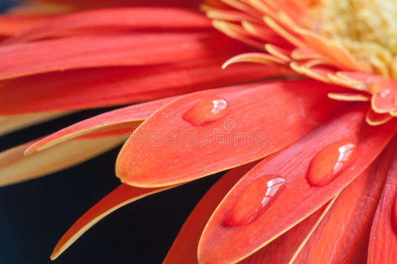 Rode en gele Gerbera-bloem dichte omhooggaand over zwarte achtergrond stock fotografie Rode en gele Gerbera-bloem dichte omhooggaand over zwarte achtergrond stock fotografie