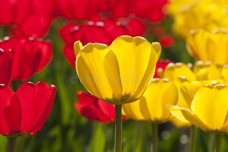 Rode en Gele Tulpen stock foto Rode en Gele Tulpen stock foto