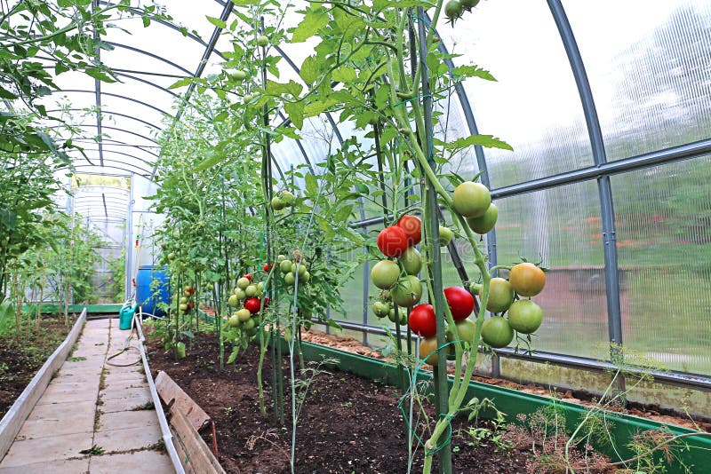 Rode en groene tomaten die op de struik in een serre rijpen royalty-vrije stock fotografie Rode en groene tomaten die op de struik in een serre rijpen royalty-vrije stock fotografie