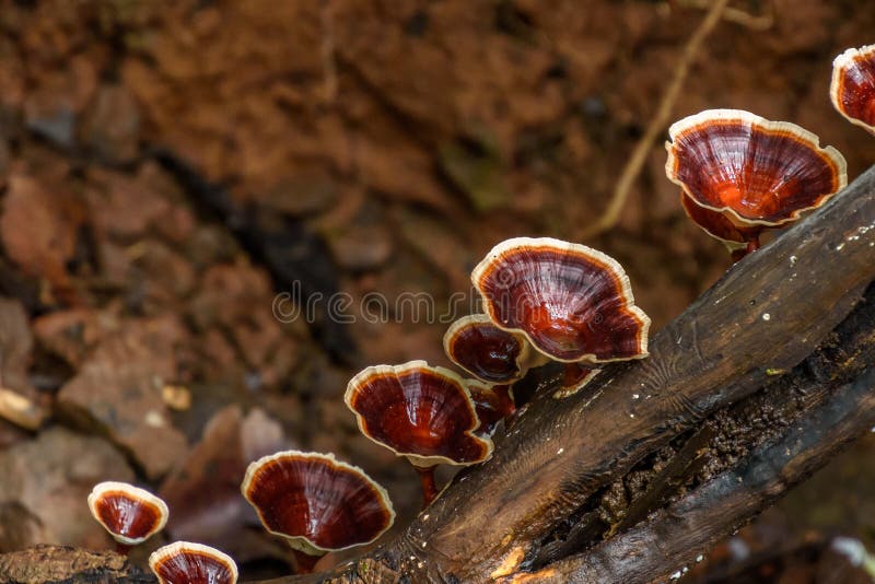 Rode en witte paddestoelen die op boomboomstam bloeien royalty-vrije stock afbeelding Rode en witte paddestoelen die op boomboomstam bloeien royalty-vrije stock afbeelding