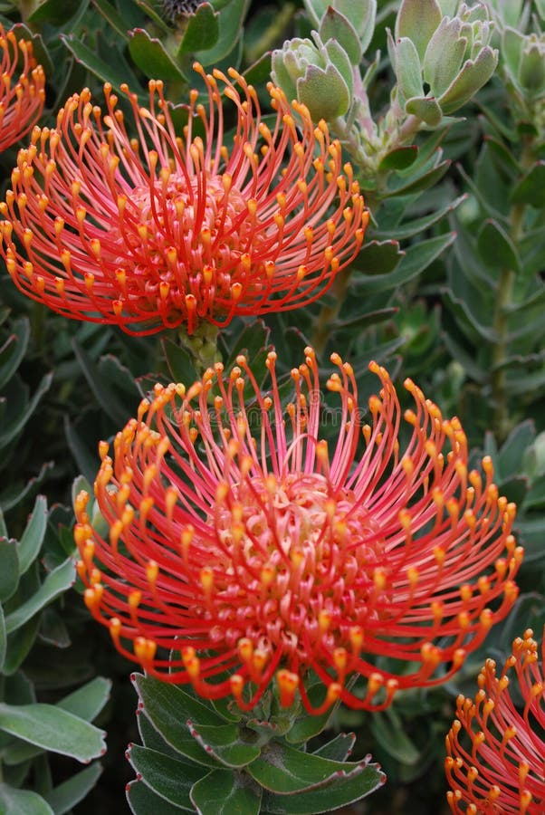 Rode exotische bloem stock afbeelding Rode exotische bloem stock afbeelding