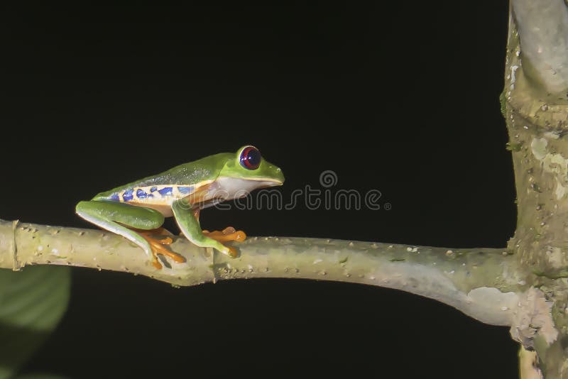 Rode Eyed Boomkikker in Wildernis bij Nacht in Costa Rica stock foto's Rode Eyed Boomkikker in Wildernis bij Nacht in Costa Rica stock foto's