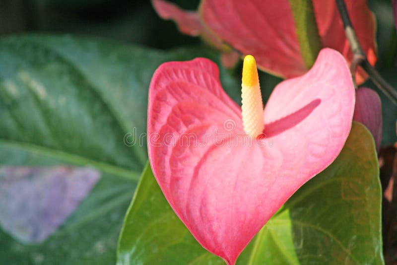 Rode flamingobloem stock fotografie Rode flamingobloem stock fotografie